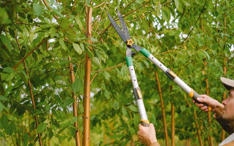 Tree trimming in Earlimart, CA